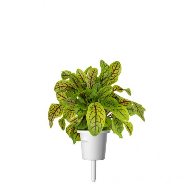 Click and Grow Smart Garden Refill 3-pakke - Skogsskräppa