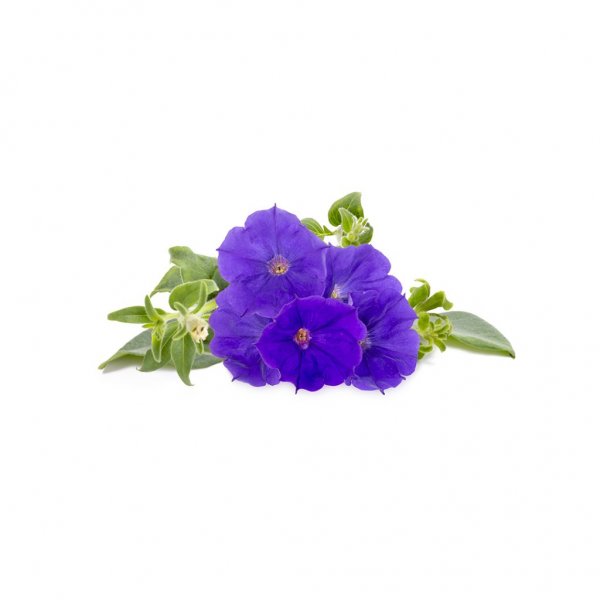 Click and Grow Smart Garden Fornyelse 3-pakning - Blå Petunia