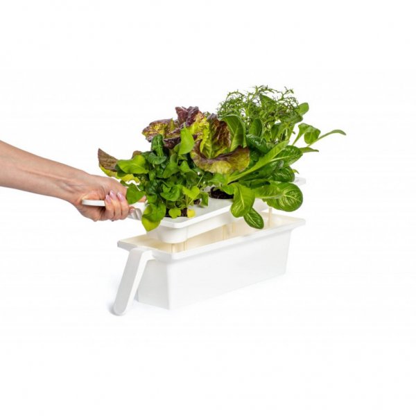 Click and Grow 25 - Hvite (Salatgrønt 54x pakke)