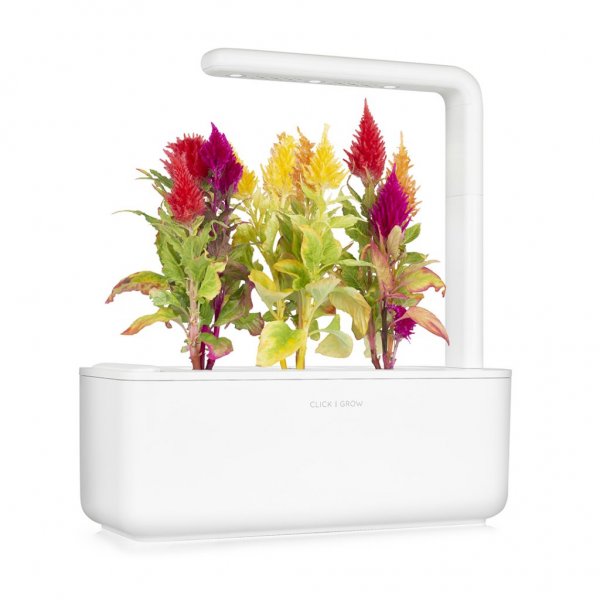 Click and Grow Smart Garden Refill 3-pakning - Plymört