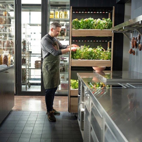 Click and Grow 25 - Svart (Salatgrønt 54x pakke)