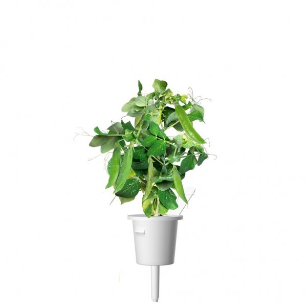 Click and Grow Smart Garden Refill 3-pack - Dvergertær