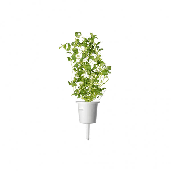 Click and Grow Smart Garden Refill 3-pakk - Merian