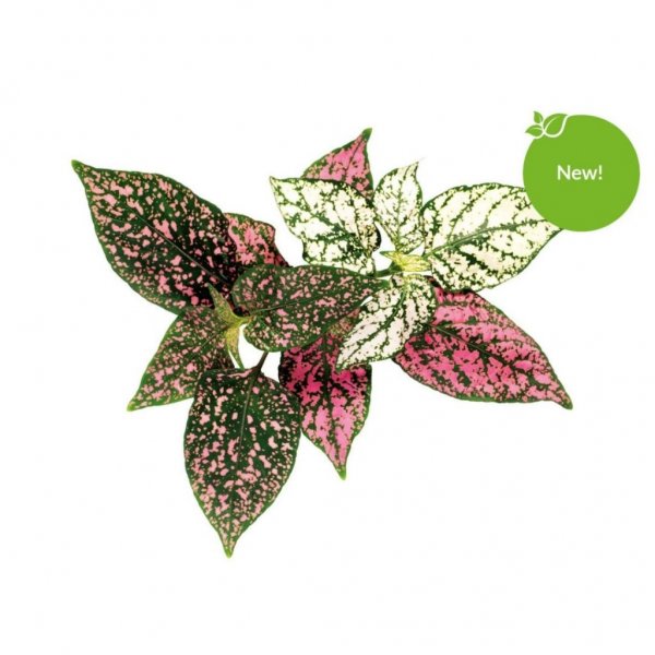 Click and Grow Smart Garden Påfyll 3-pakke - Rosenstråler