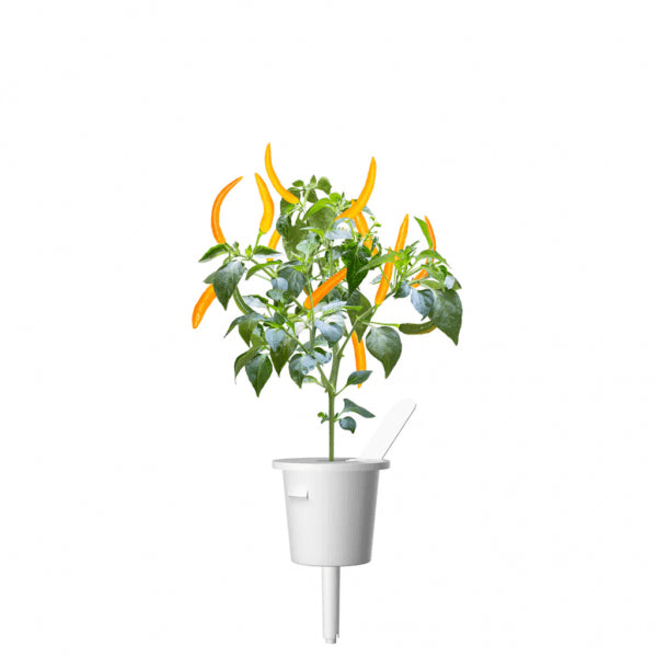 Click and Grow Smart Garden Refill 3-pack - Gult Chili Pepper