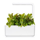Click and Grow Smart Garden Refill 3-pakke - Skogsskräppa