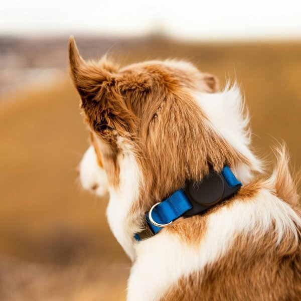KeyBudz AirTag Holder PawTag