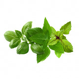 Click and Grow Smart Garden Påfyll 9-pakning - Basilikum Variert Mix