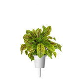 Click and Grow Smart Garden Refill 3-pakke - Skogsskräppa