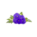 Click and Grow Smart Garden Fornyelse 3-pakning - Blå Petunia