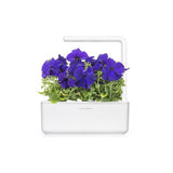 Click and Grow Smart Garden Fornyelse 3-pakning - Blå Petunia