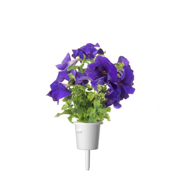 Click and Grow Smart Garden Fornyelse 3-pakning - Blå Petunia
