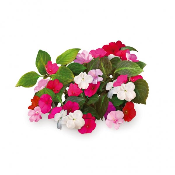 Click and Grow Smart Garden Tilfyllingspakke 3-pakning - Flitiga Lisa