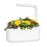 Click and Grow Smart Garden Refill 3-pakke - Ringblomst