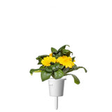 Click and Grow Smart Garden Refill 3-pakke - Ringblomst