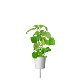 Click and Grow Smart Garden Refill 3-pakning - Kattmynte