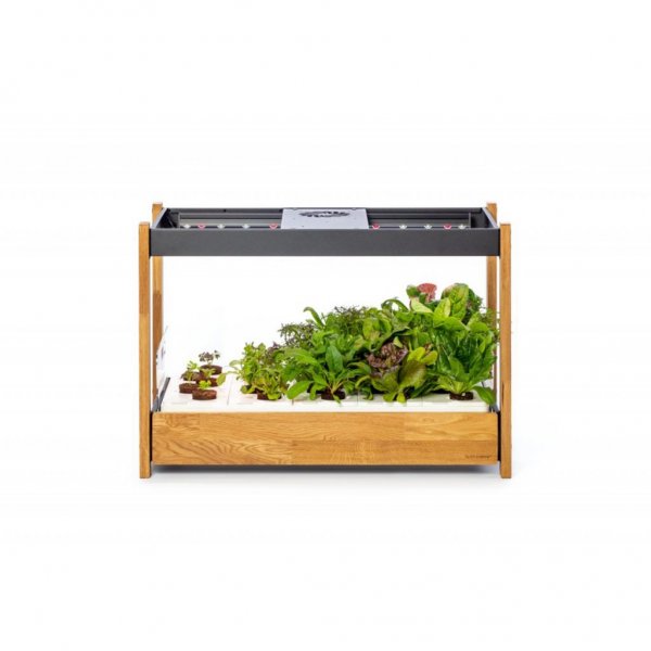 Click and Grow 25 - Svart (Salatgrønt 54x pakke)