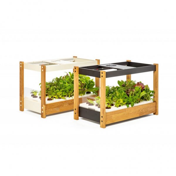 Click and Grow 25 - Hvite (Salatgrønt 54x pakke)