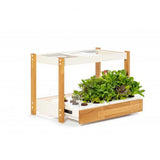 Click and Grow 25 - Hvite (Salatgrønt 54x pakke)