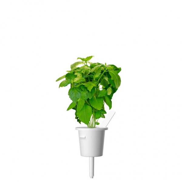Click and Grow Smart Garden Refill 3-pack - Kanelbasilikum