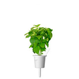 Click and Grow Smart Garden Refill 3-pack - Kanelbasilikum
