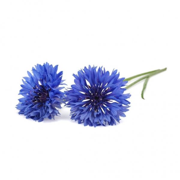 Click and Grow Smart Garden Refill 3-pakke - Blåklokke