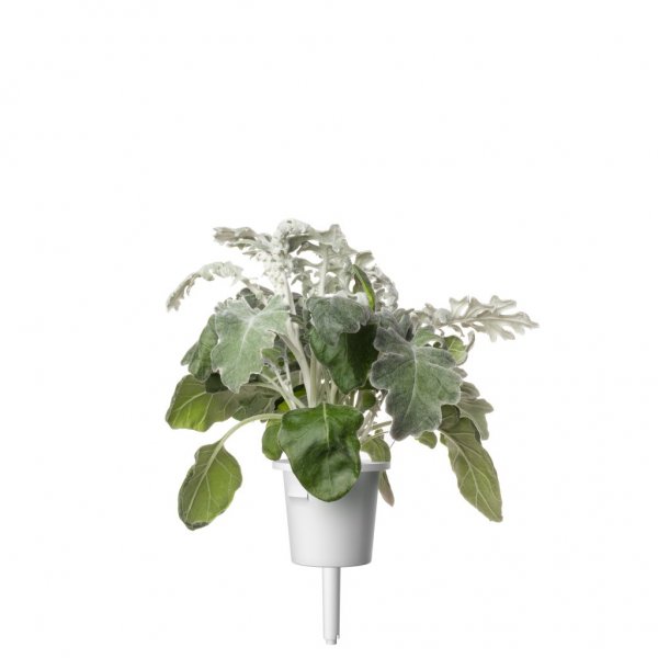 Click and Grow Smart Garden Refill 3-pack - Sølvrekke