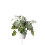 Click and Grow Smart Garden Refill 3-pack - Sølvrekke