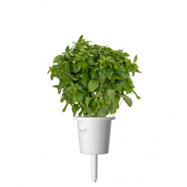 Click and Grow Smart Garden Refill 3-pakke - Finbladet Basilikum