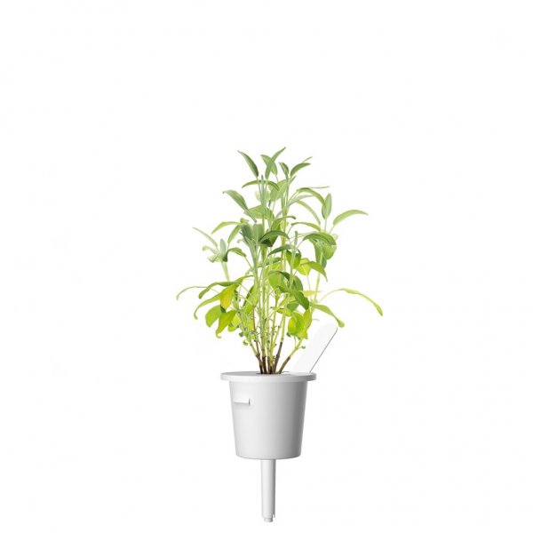Click and Grow Smart Garden Refill 3-pakke - Salvie