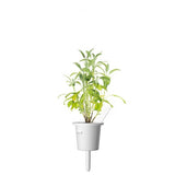 Click and Grow Smart Garden Refill 3-pakke - Salvie