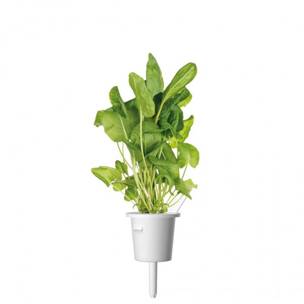 Click and Grow Smart Garden Refill 3-pack - Grønn sorrel