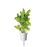 Click and Grow Smart Garden Refill 3-pack - Grønn sorrel