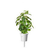 Click and Grow Smart Garden Refill 3-pack - Hellig basilikum