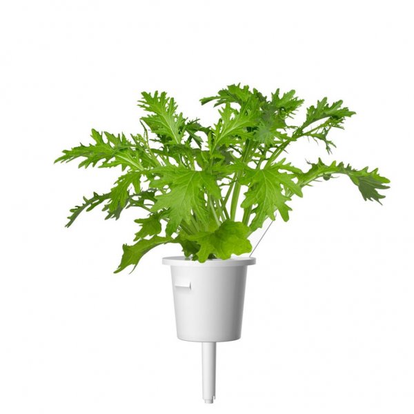 Click and Grow Smart Garden Refill 3-pack - Blad sennep
