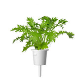 Click and Grow Smart Garden Refill 3-pack - Blad sennep