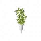 Click and Grow Smart Garden Refill 3-pakk - Merian
