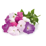 Click and Grow Smart Garden påfylling 3-pakning - Petunia