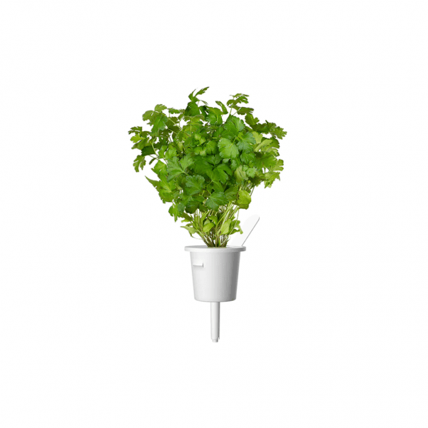 Click and Grow Smart Garden Refill 3-pakk - Persille