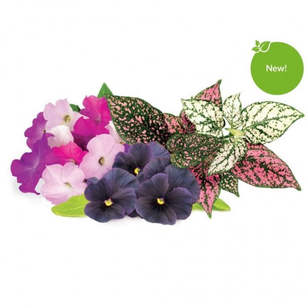 Click and Grow Smart Garden Refill 9-pack livlig blomstermix