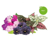 Click and Grow Smart Garden Refill 9-pack livlig blomstermix