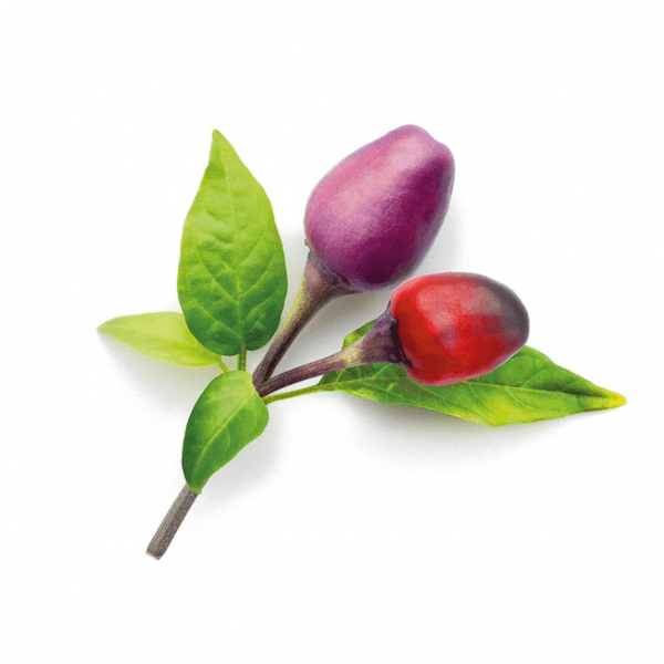 Click and Grow Smart Garden Refill 3-pakke - Lilla Chilipepper
