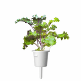 Click and Grow Smart hagepåfylling 3-pakke - Rødkål
