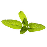 Click and Grow Smart Garden Refill 3-pakke - Salvie