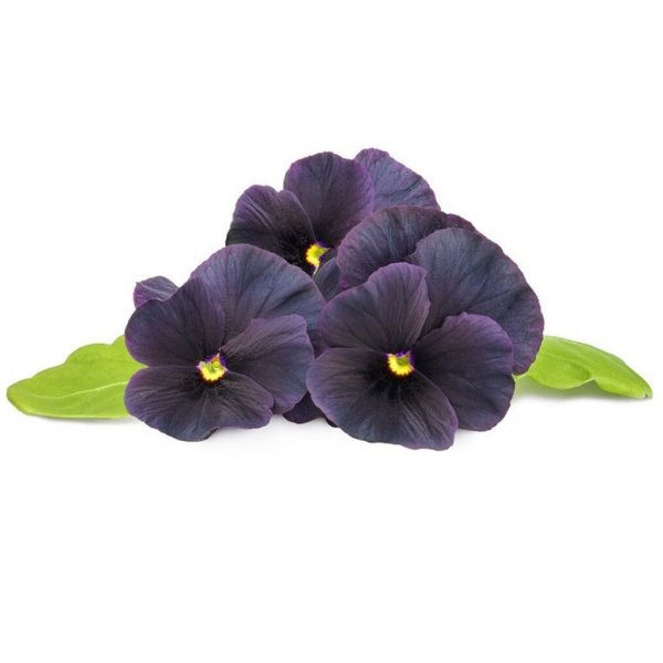Click and Grow Smart Garden Refill 3-pakke - Svart fiol