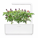 Click and Grow Smart Garden Refill 3-pakke - Lilla Chilipepper