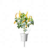 Click and Grow Smart Garden Refill 3-pack - Gult Chili Pepper
